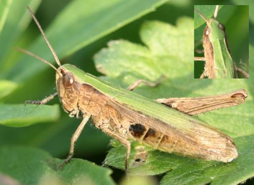 Réf. 39 182 : Chorthippus dorsatus dorsatus