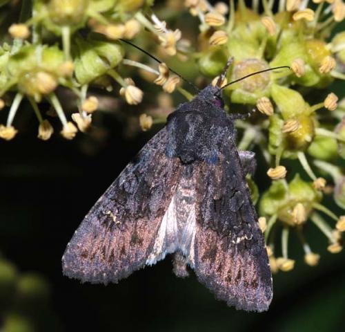 Aporophyla nigra