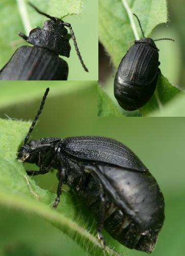 Réf. 39 078 : Galeruca sp.