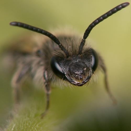 Andrena sp.