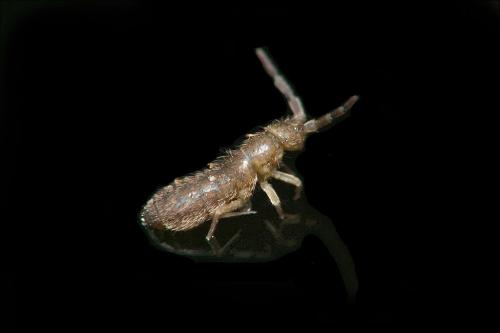 Desoria olivacea