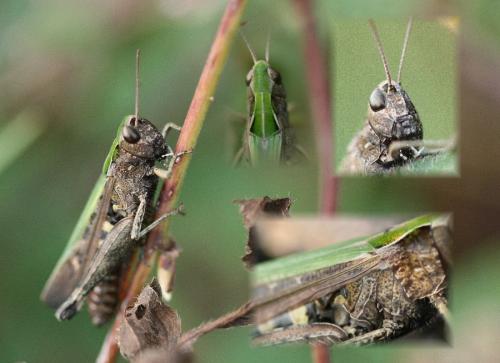 Omocestus rufipes