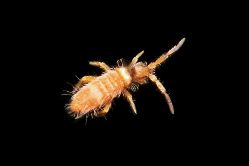 Entomobrya nigrocincta