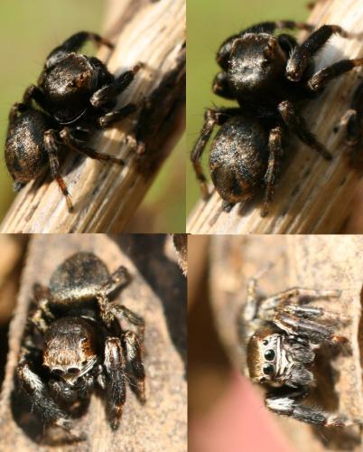 Evarcha arcuata