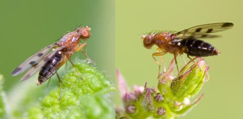 Geomyza tripunctata