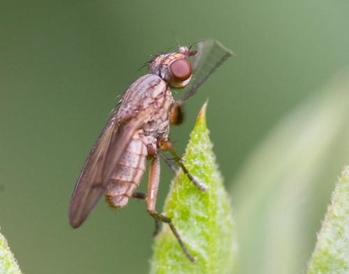 Pherbellia cinerella