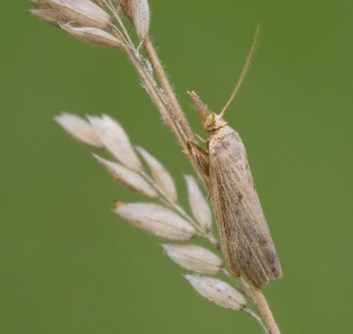 Pediasia contaminella