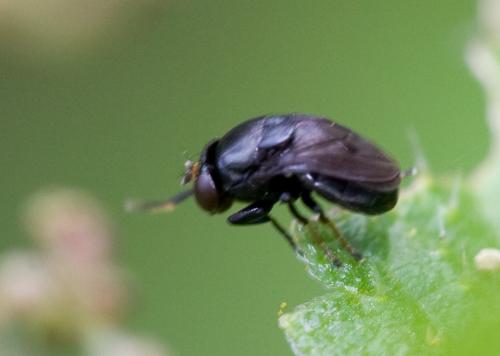 Discomyza incurva