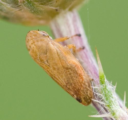 Neophilaenus sp.