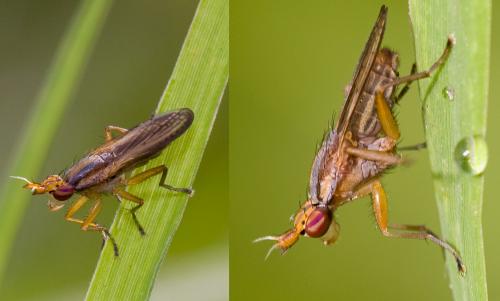 Limnia unguicornis