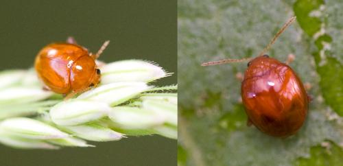 Réf. 39 027 : Sphaeroderma sp.