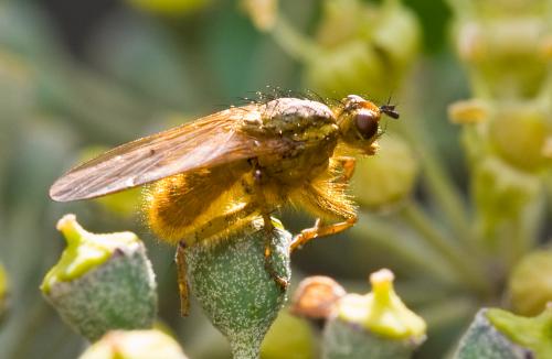 Réf. 39 116 : Scathophaga stercoraria