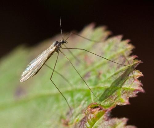 Trichocera sp.