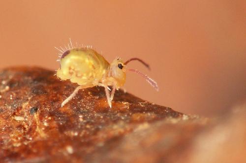 Dicyrtomina minuta