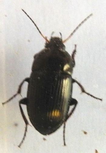 Amara sp.