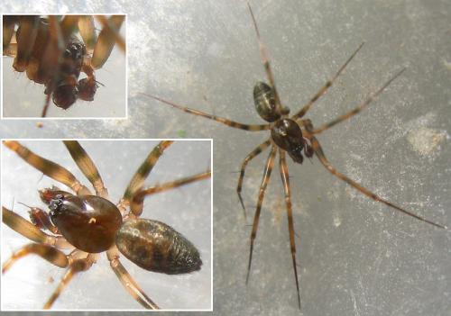 Réf. 39 574 : Lepthyphantes minutus