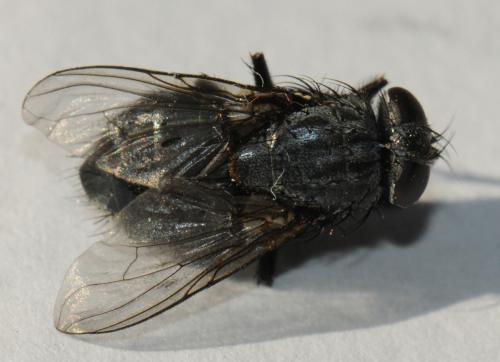 Réf. 39 035 : Muscina prolapsa