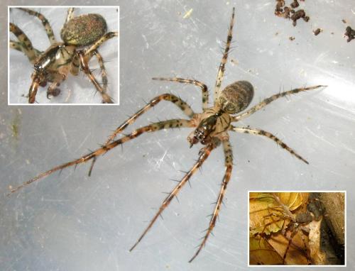 Réf. 39 604 : Metellina merianae