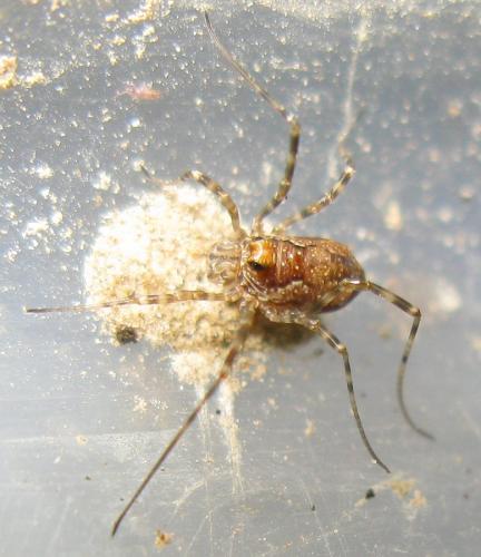 Réf. 39 727 : Platybunus pinetorum