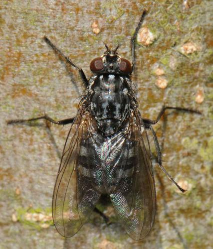 Réf. 39 120 : Polietes lardarius