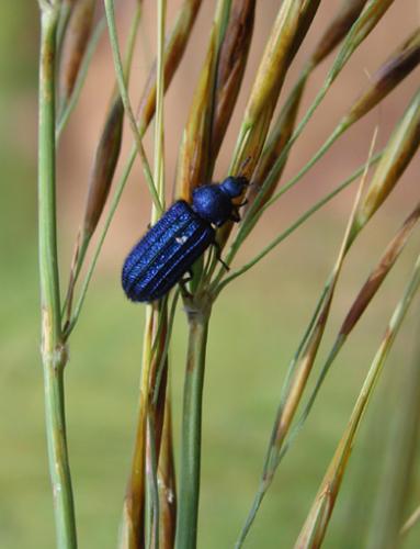 Réf. 39 762 : Melyris abdominalis