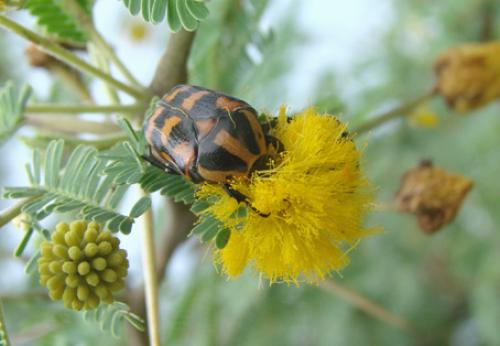 Réf. 39 698 : Pachnoda interrupta