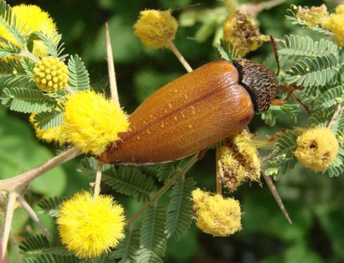 Sternocera castanea