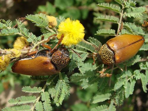 Sternocera castanea