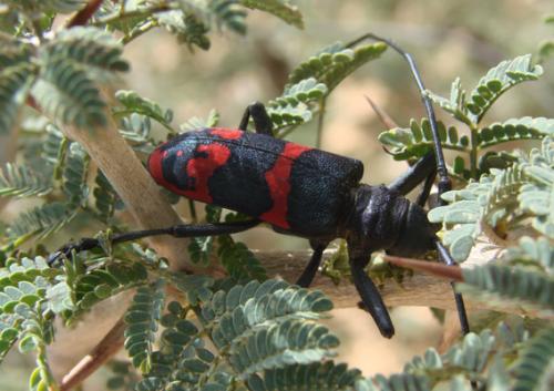 Ceroplesis aestuans