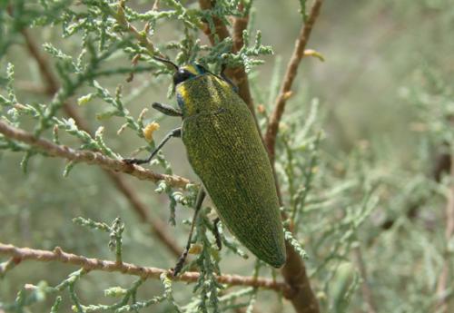 Réf. 39 650 : Steraspis squamosa