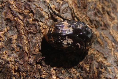 Xeloma burmeisteri