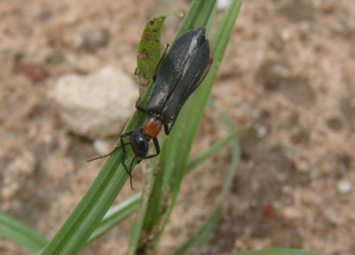 Réf. 39 838 : Lydomorphus sp.