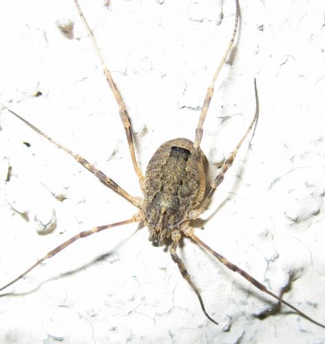 Odiellus spinosus