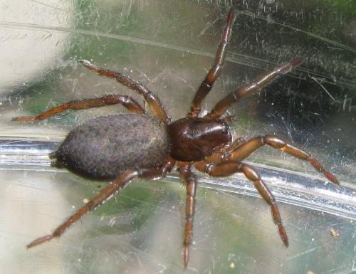 Gnaphosa sp.