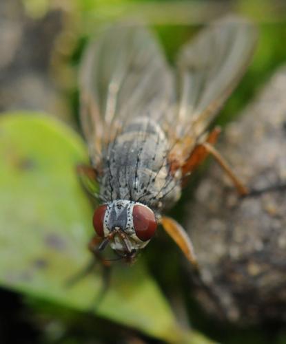 Helina impuncta