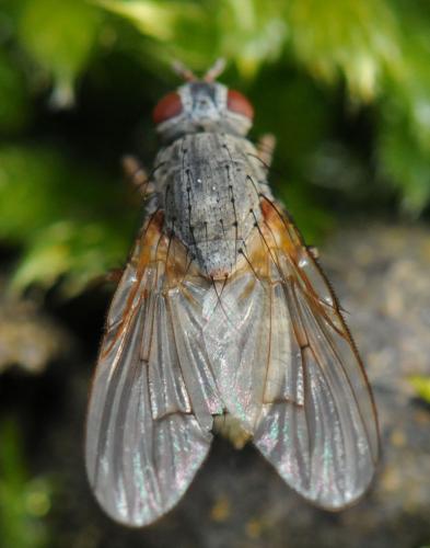 Helina impuncta