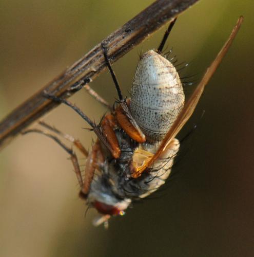 Helina impuncta