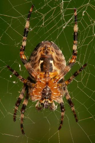 Araneus diadematus