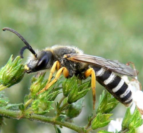 Réf. 39 905 : Halictus scabiosae