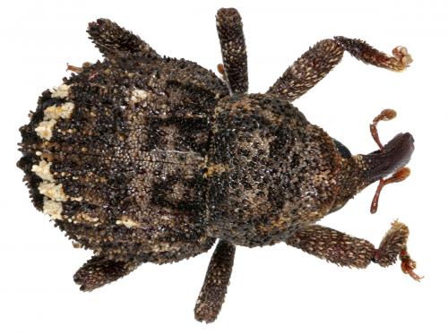 Echinodera hypocrita