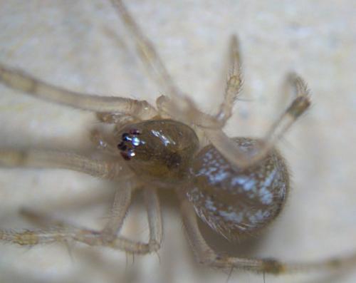 Parasteatoda sp.