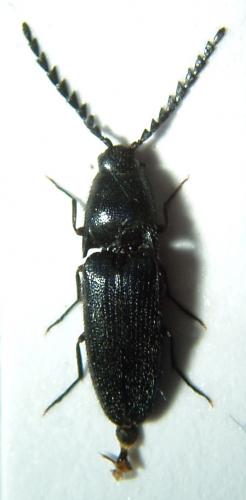 Réf. 39 042 : Podeonius acuticornis