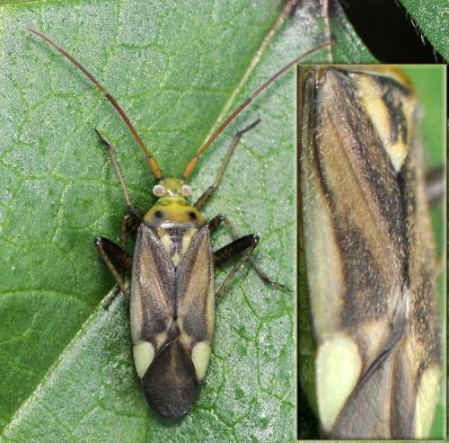 Réf. 39 892 : Adelphocoris sp.