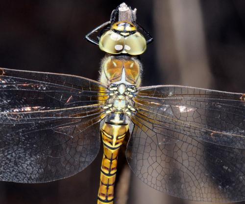 Aeshna affinis