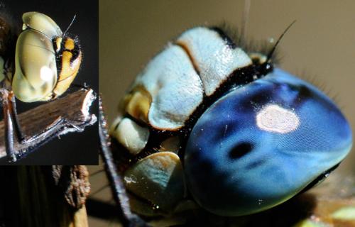 Réf. 39 463 : Aeshna affinis