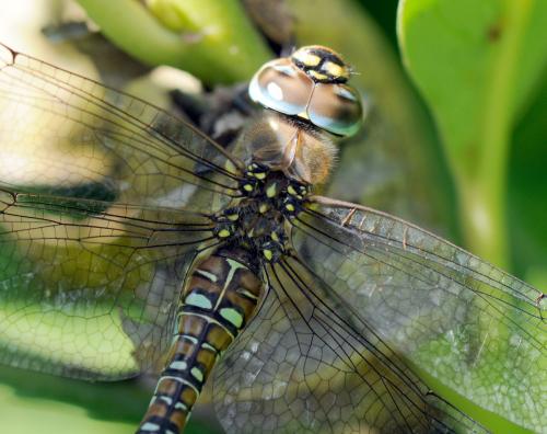 Aeshna mixta
