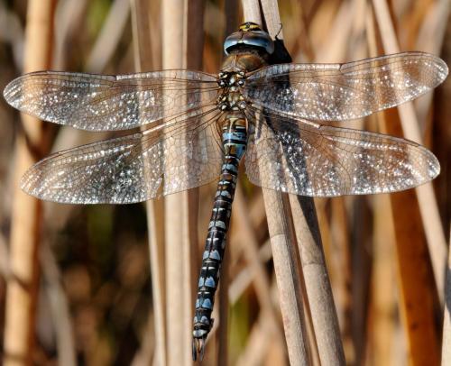 Aeshna mixta