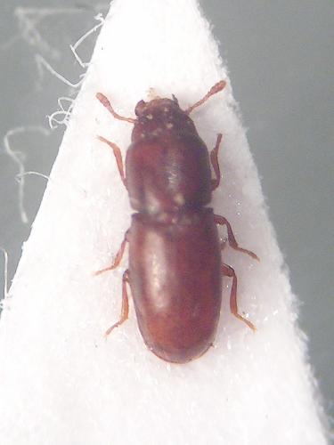 Aglenus brunneus