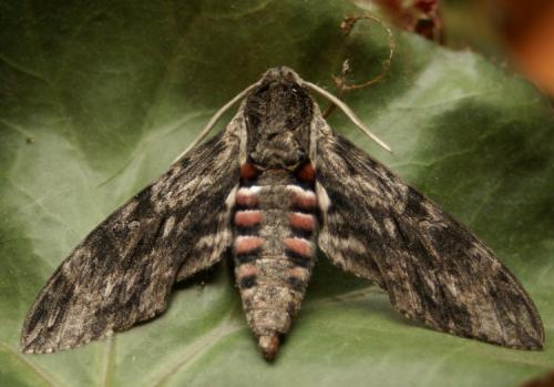 Réf. 39 672 : Agrius convolvuli