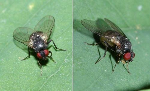 Agromyza sp.